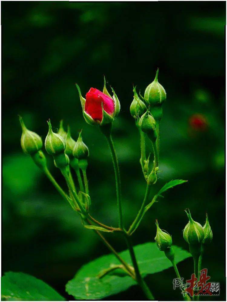 遛弯拾景：万绿丛中一点红