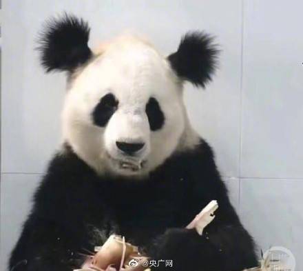 有丸子头的大熊猫小丫被证实已去世