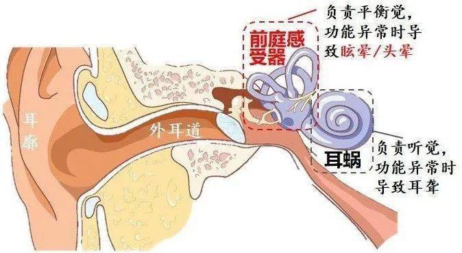 前庭功能怎么检查 来自搜狐网