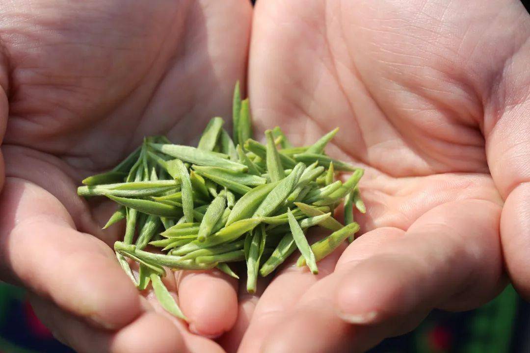 苔子茶 来自搜狐网