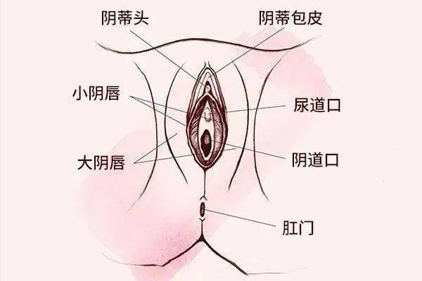 03 阴蒂 会变形、错位？ 阴蒂变形或错位的原因通常是外伤（坐着时硌到）引起的