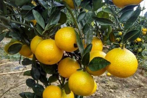 迷你柚火爆品种甜心柚甜橙柚