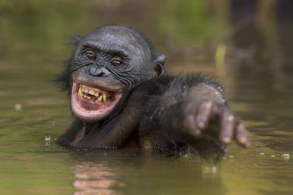 黑猩猩洗澡超happy,网友:说好不成精的