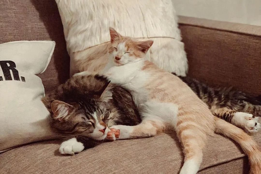 养只猫太会拆家，朋友说再养一只陪就好了，结果两猫一起拆家！_shrimp