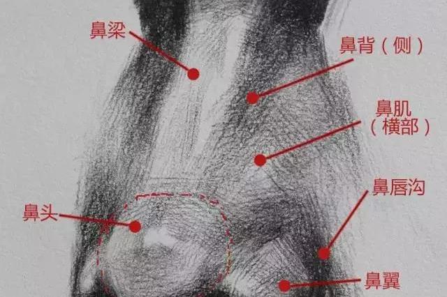 素描人物鼻子怎么画？新手怎么画好素描人物鼻子？_变化