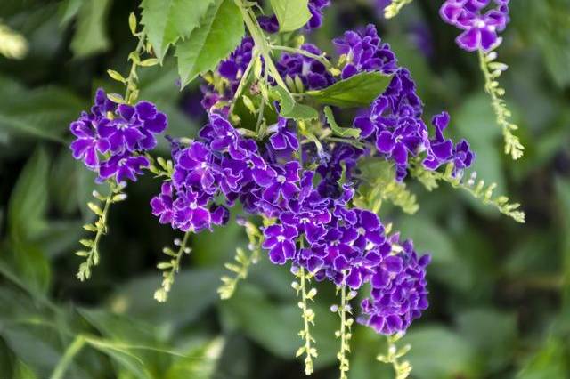 此花名为紫金露,开花量大还好养!