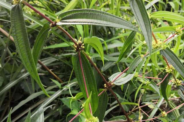 这种另类的糯米团你不但没吃过,甚至都没见过呢