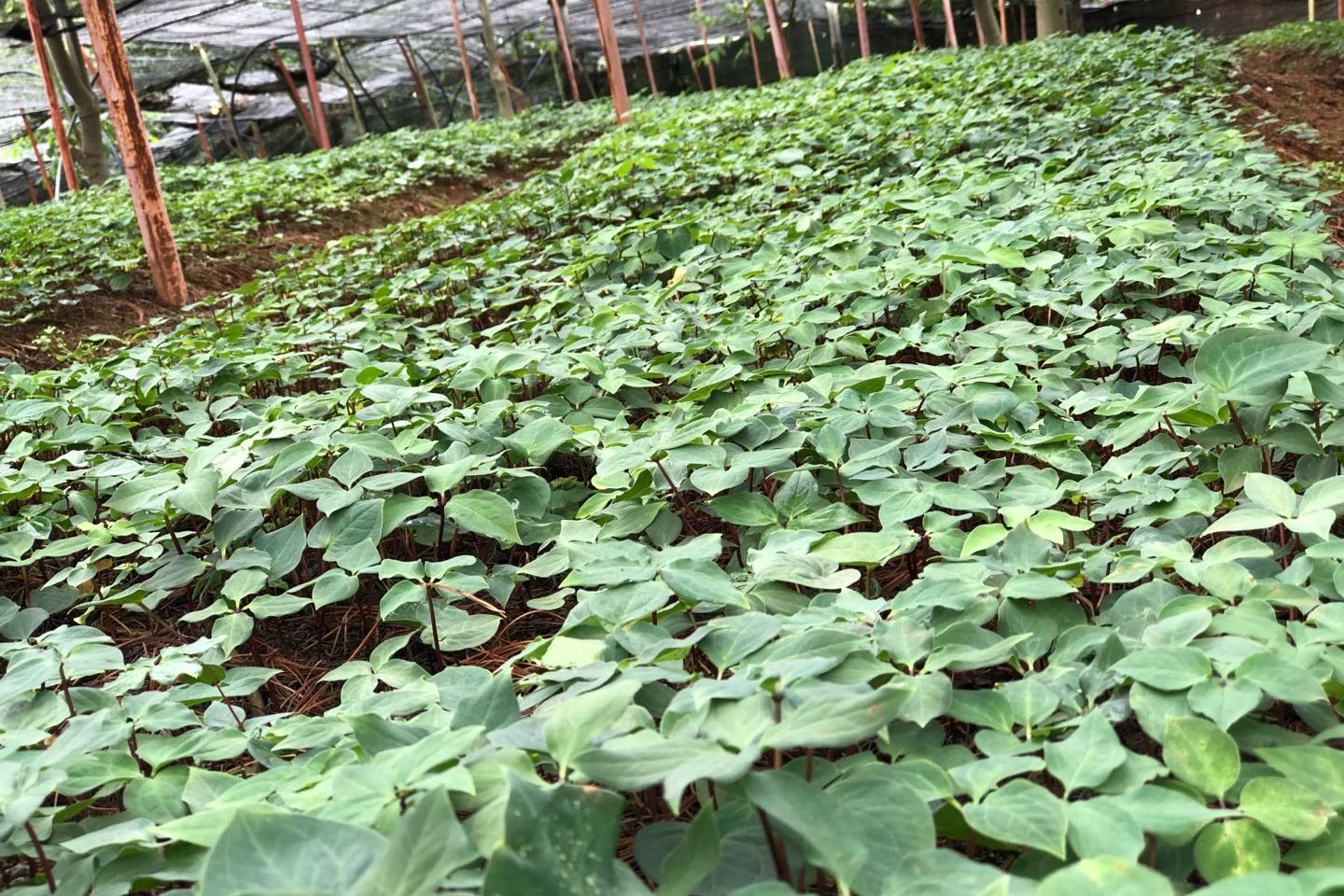 地里面的生活就这么简单挖点滇重楼苗子撸起袖子加油干