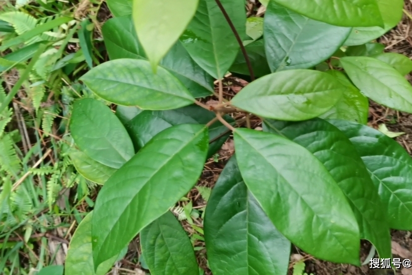 它叫绒毛润楠做风景树有极高观赏价值来认识一下