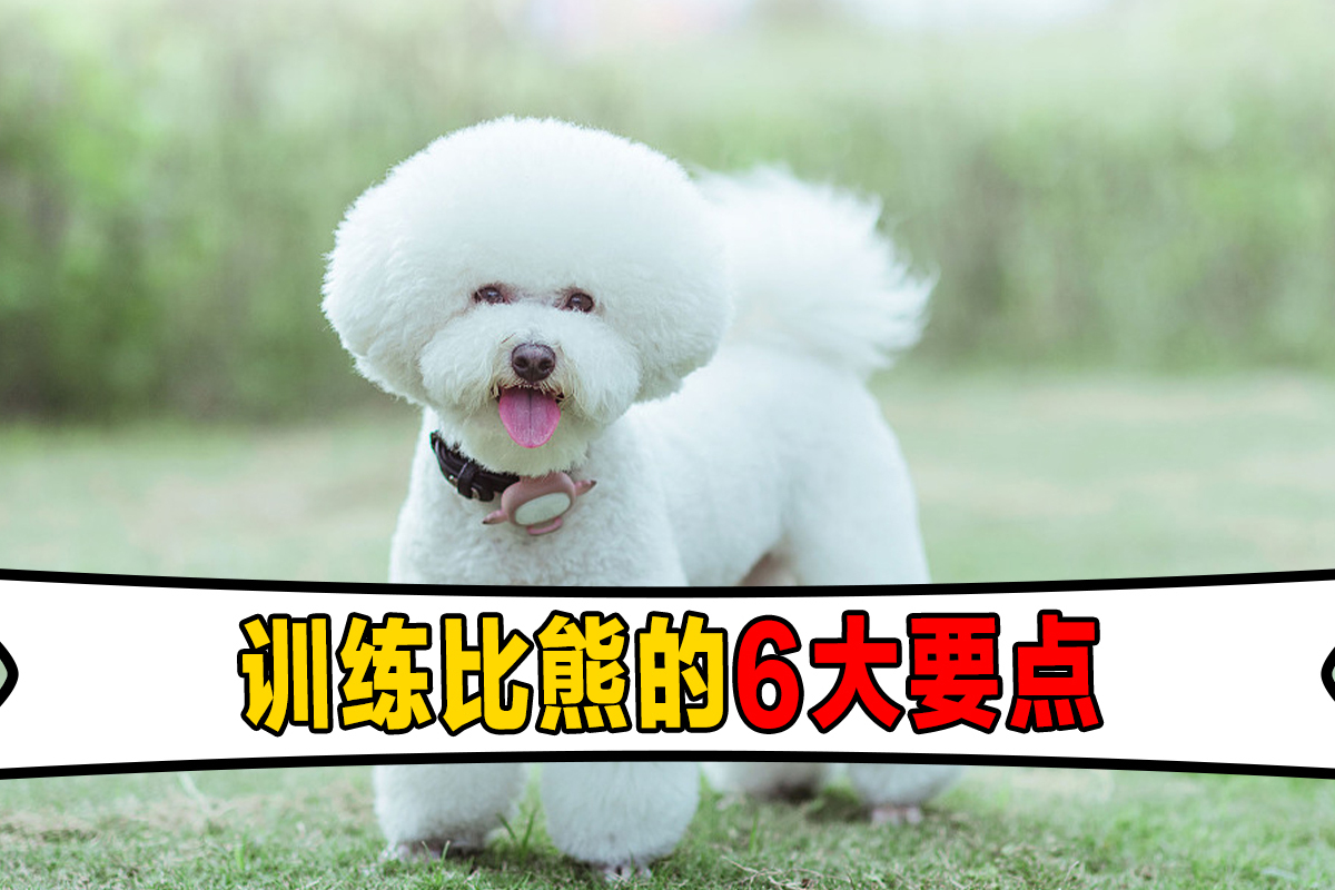 怎么训练比熊犬这6个要点要记住