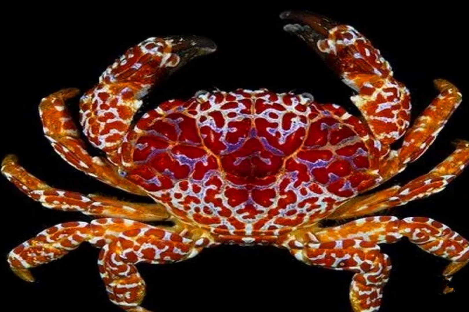 最大的螃蟹有毒图片
