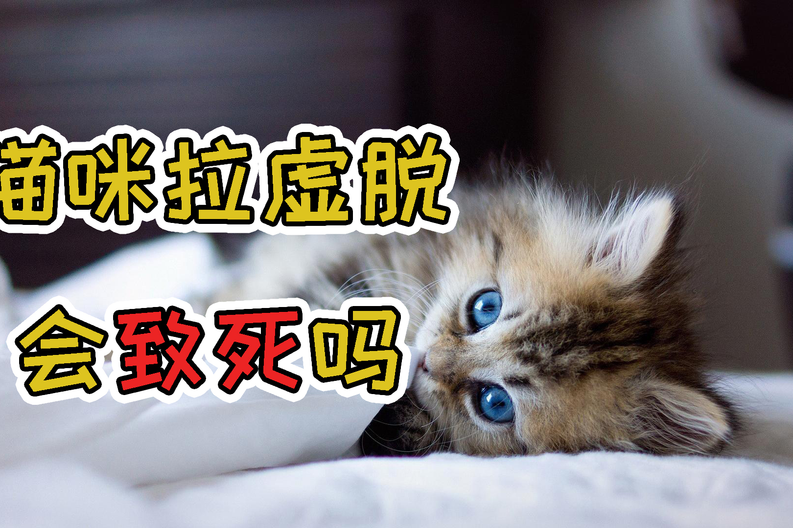 猫咪拉虚脱会致死吗