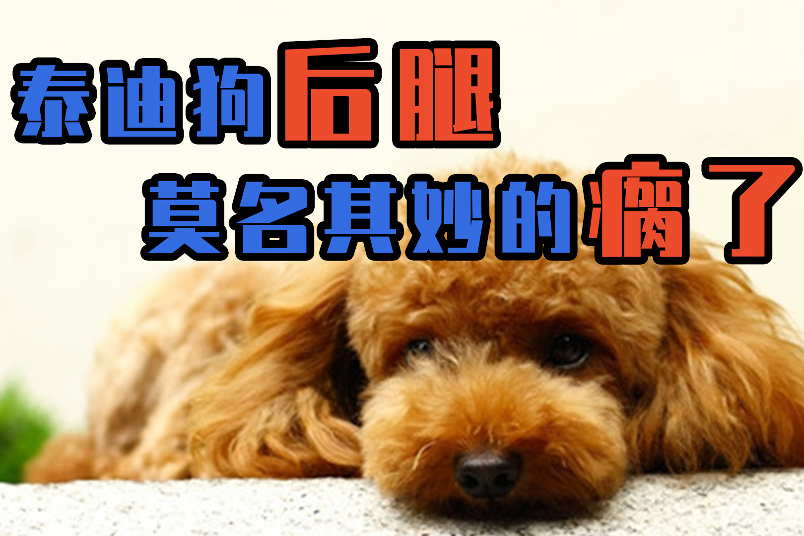 泰迪狗后腿莫名其妙的瘸了