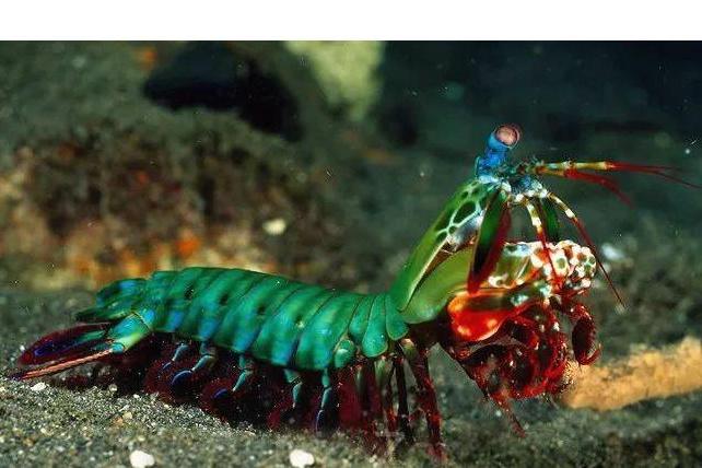 大章鱼捕捉螳螂虾,看似有体型优势,却被螳螂虾一个快拳弹懵