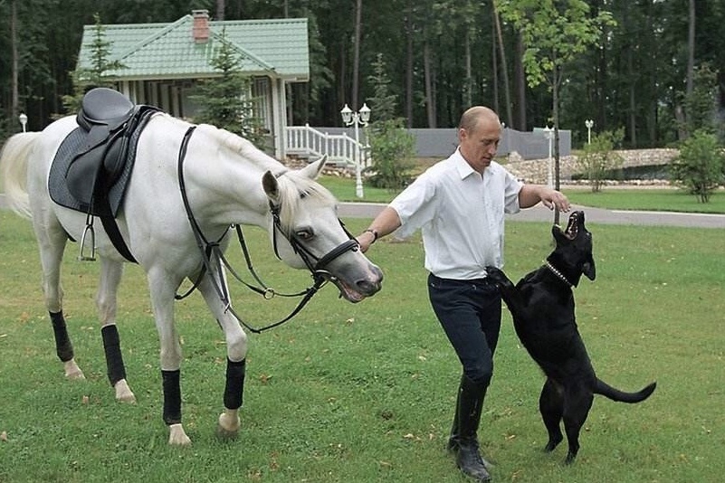 普京和可爱的动物征服飞禽走兽大帝撸啊撸爱不释手