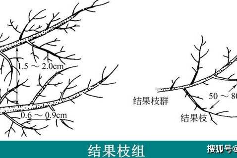 毛氏部落