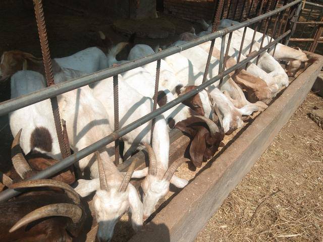 这几点做好,养羊还是能赚到钱的——小结一下这几年的养羊心得