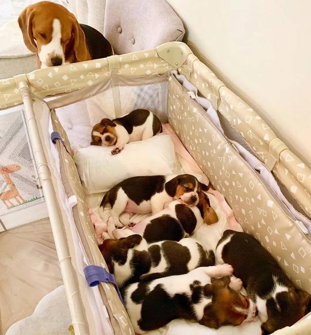 因为出色的嗅觉,比格犬经常用于缉毒检疫等工作,在