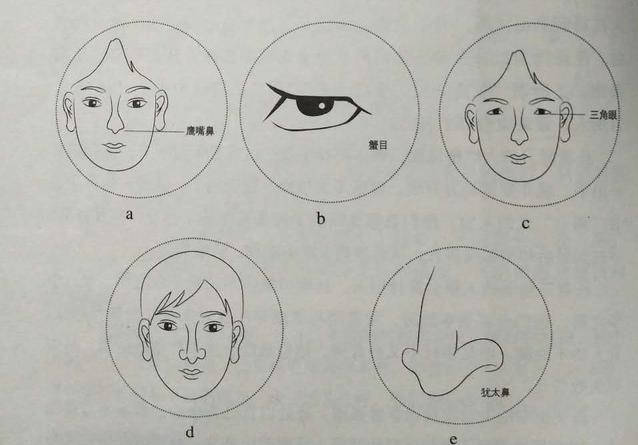 面相蟹目图片