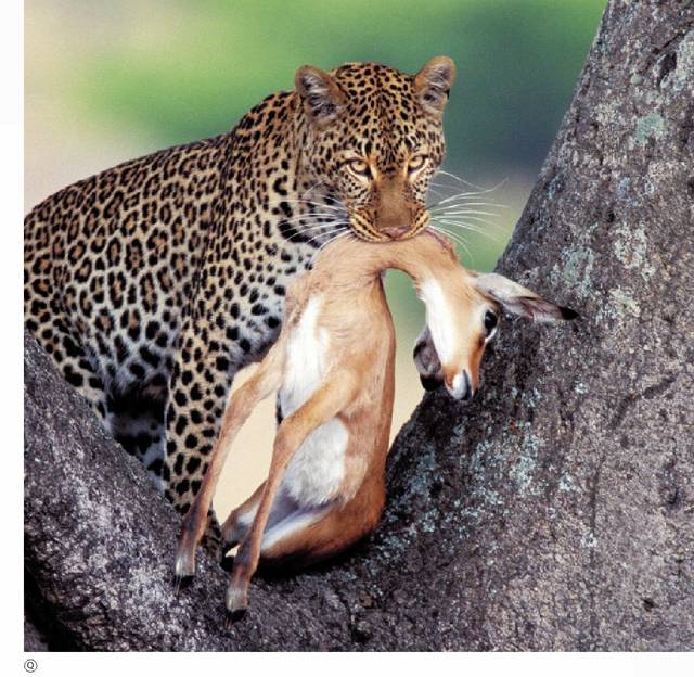 原创 科普知识大揭秘:金钱豹为什么要将猎物拖上树 ?