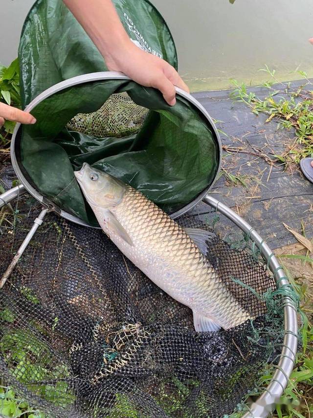 現對外供應特價魚,鱸魚,鱖魚,白魚,太陽魚,珍珠斑,羅非魚,青魚,草魚