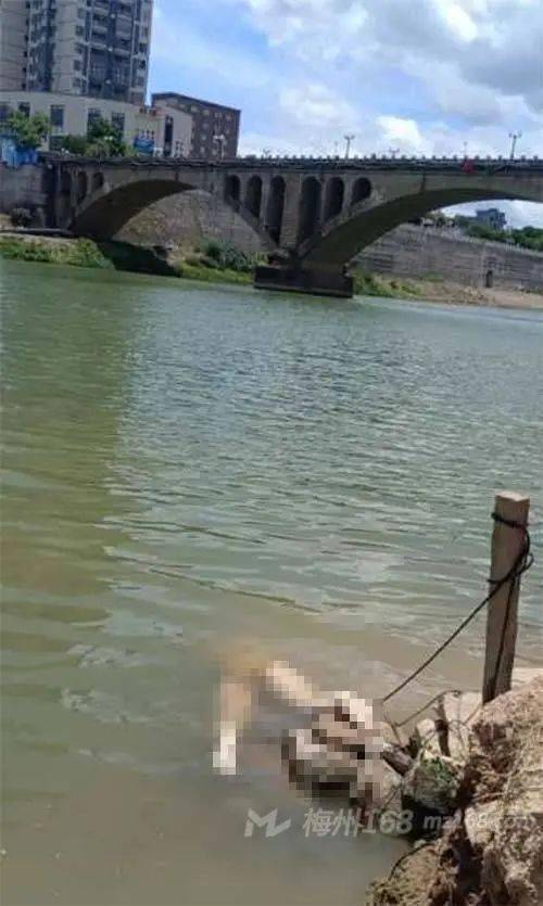 女生游泳溺亡图片