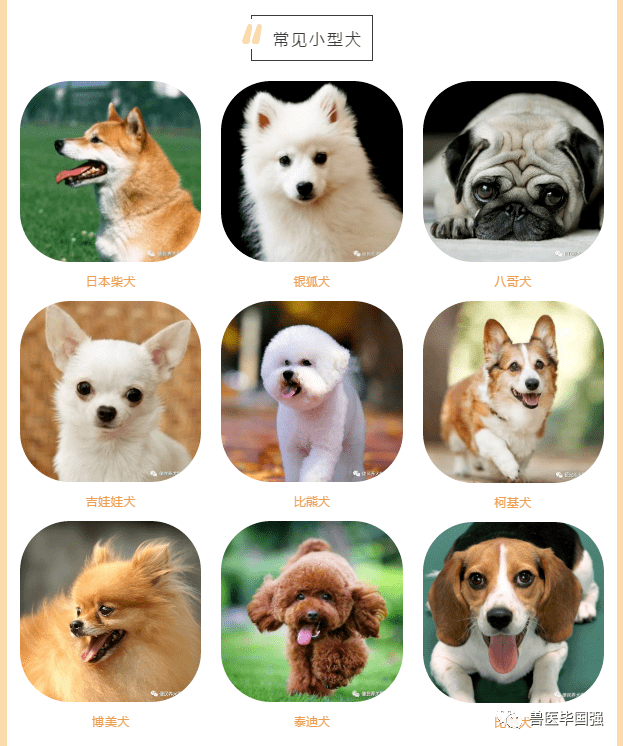 常见小型犬品种大全图片