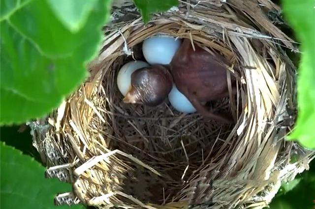 湖南崀山发现一对怪鸟,借黄莺巢生蛋不成,又骗伯劳替它养娃