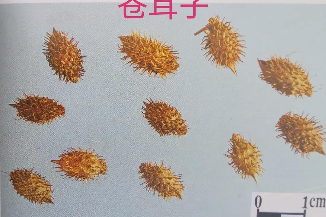【韩老师笔记】苍耳子与伪品东北苍耳子,刺苍耳子的