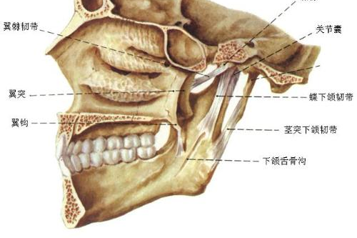 嚼东西疼痛,大小脸,面部不对称?你是颞颌关节紊乱了