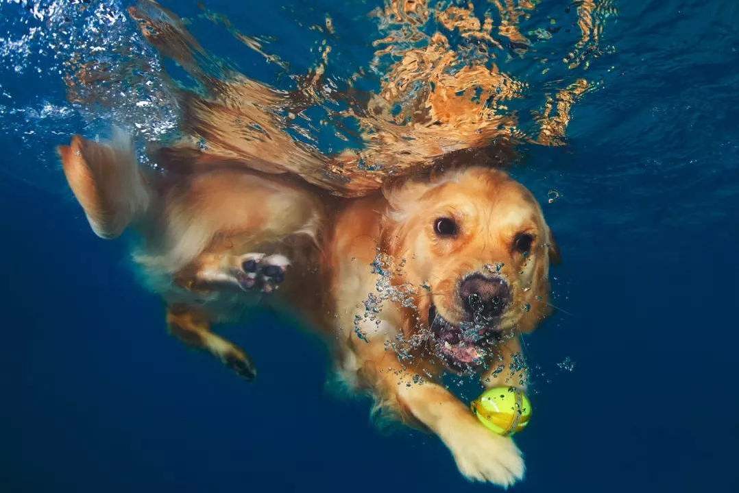 游泳狗刨基本动作图解图片