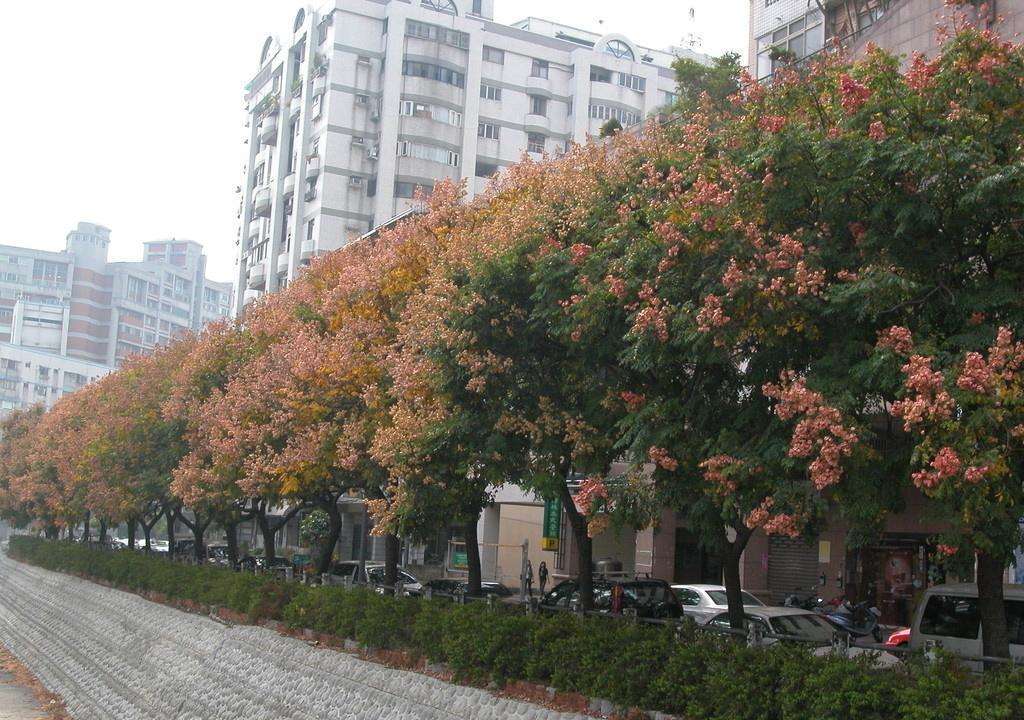 栾树树皮开裂是怎么回事-栾树移植后干枝枯枝原因和解决方案-搜狐大视野-搜狐新闻