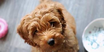 投喂泰迪犬时，避开这几件事情，能让它活得久一点