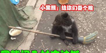小黑熊闯入村庄捣乱被抓，本以为要完犊子，没想到结局却很暖心！