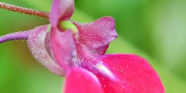 6月15日开始，桃花旺盛，4属相运势如虹，财源滚滚，生活更幸福