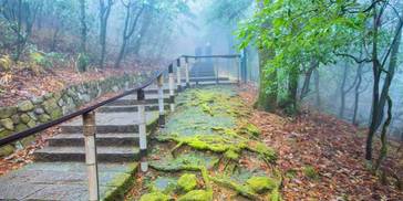 杭州临安天目山，拥有众多名贵的参天古树，是一处宝藏旅行打卡地