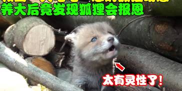 爬山救回一只奄奄一息的狐狸幼崽，没想到狐狸长大后却懂得报恩？