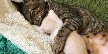 大猫爱上小奶猫，“最萌体型差”让铲屎官扎心了