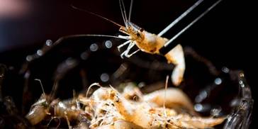 世界美食之都丨高邮：“三醉”美食惹人醉