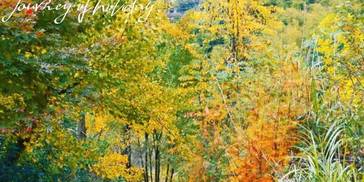 国庆别再人挤人！10月宁波这里美的像油画