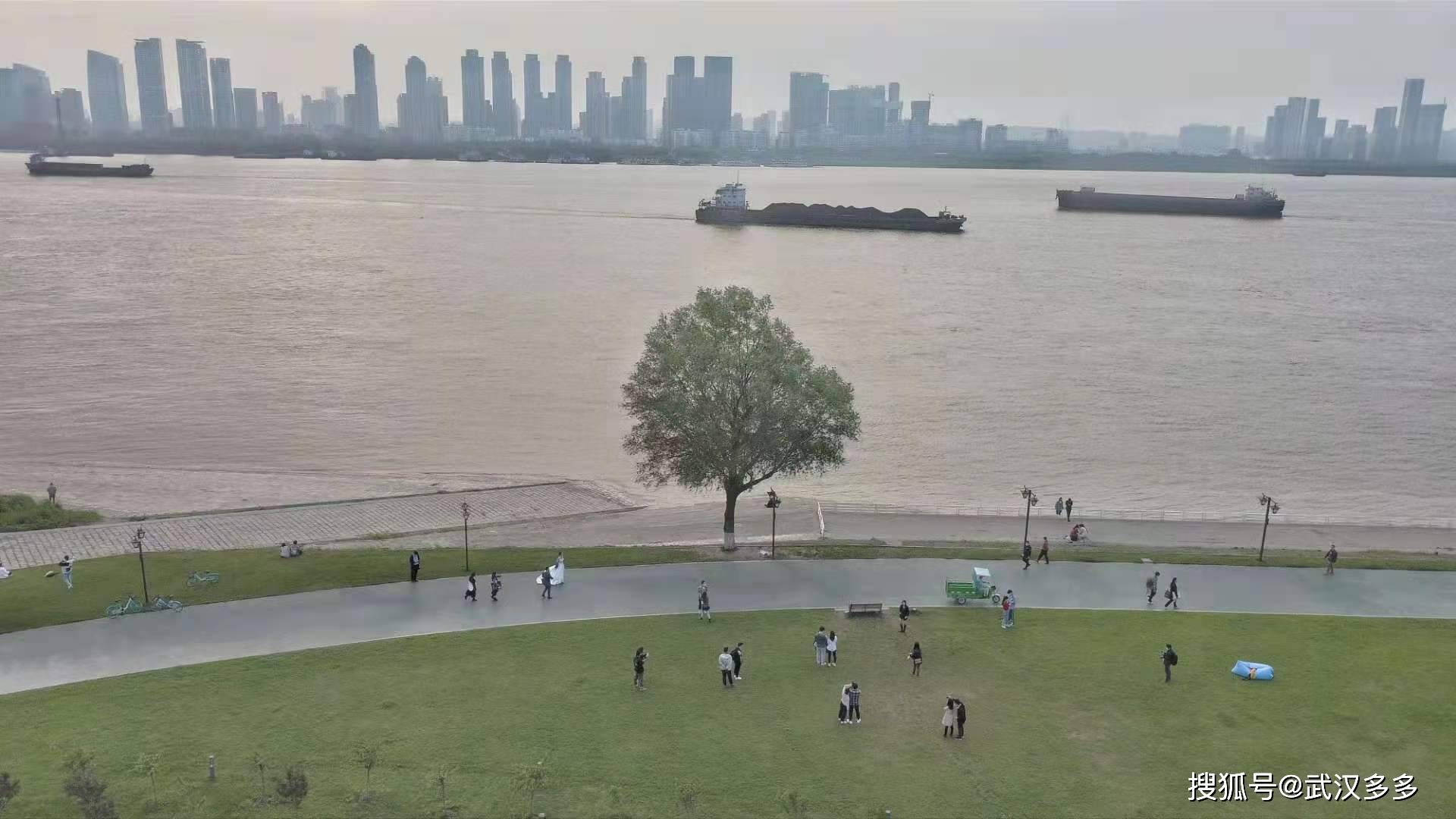 航拍武昌江滩网红树