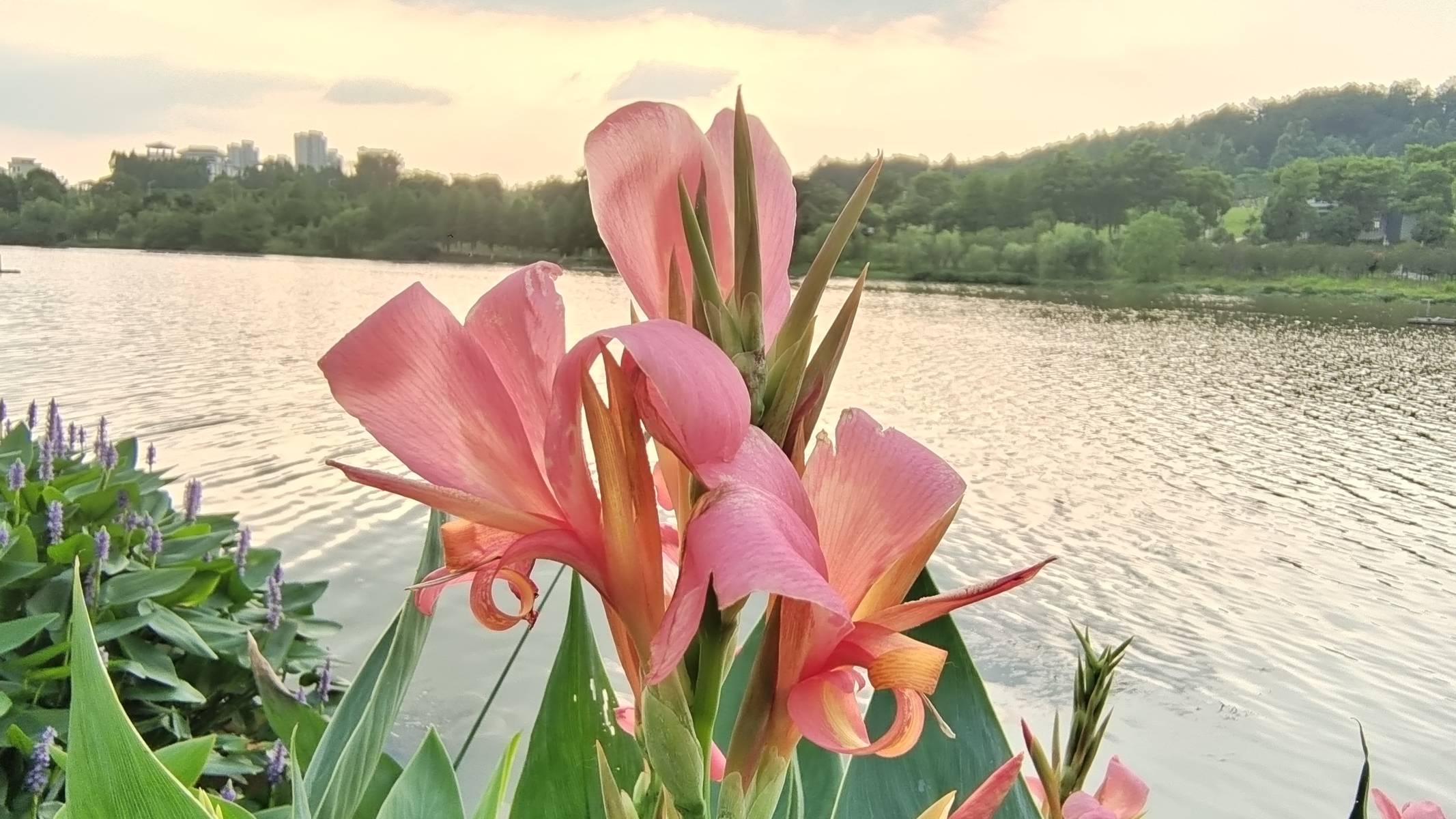 吉安随拍花花草草之粉美人蕉