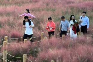 安徽合肥：“粉色花海”引客来