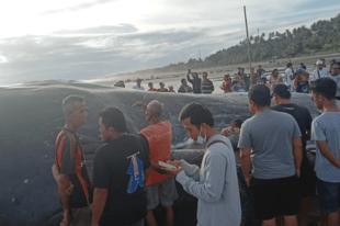 巴厘岛海滩发现一头鲸鱼搁浅死亡