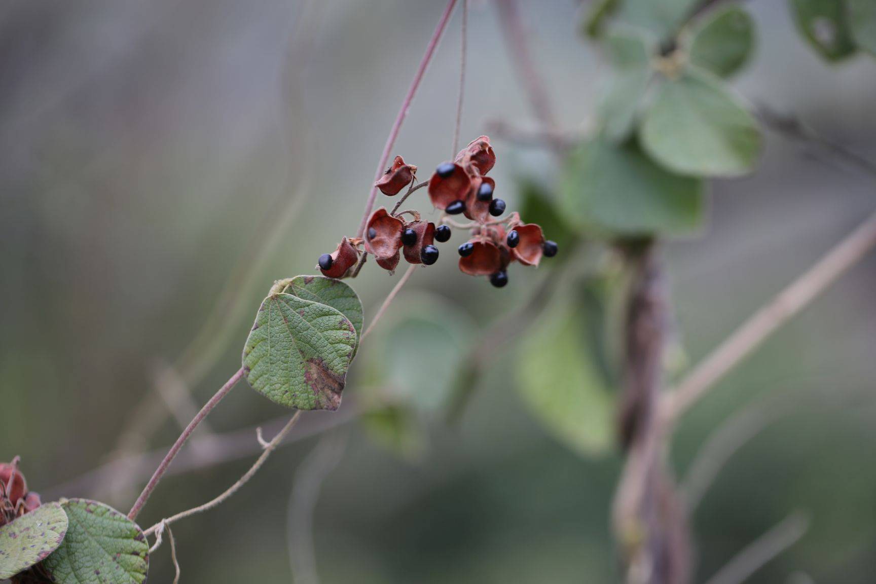 庆元植物1132豆科鹿藿属鹿藿