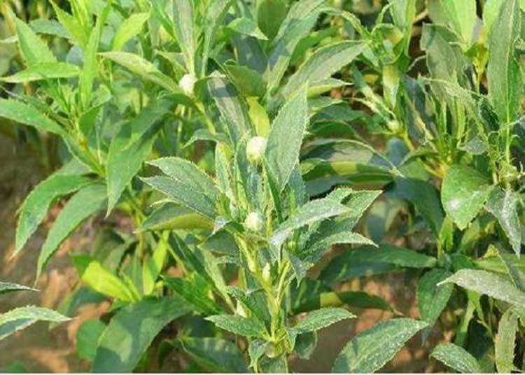 白术根腐病的防治白术发生根腐病的症状根小子专注重茬根腐根腐病的