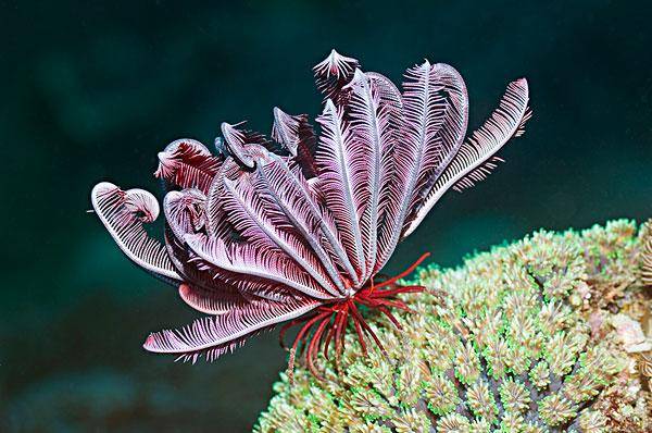 古生物比人类提前8000万年懂得碳60结构的优势,并用来装备自己_海百合