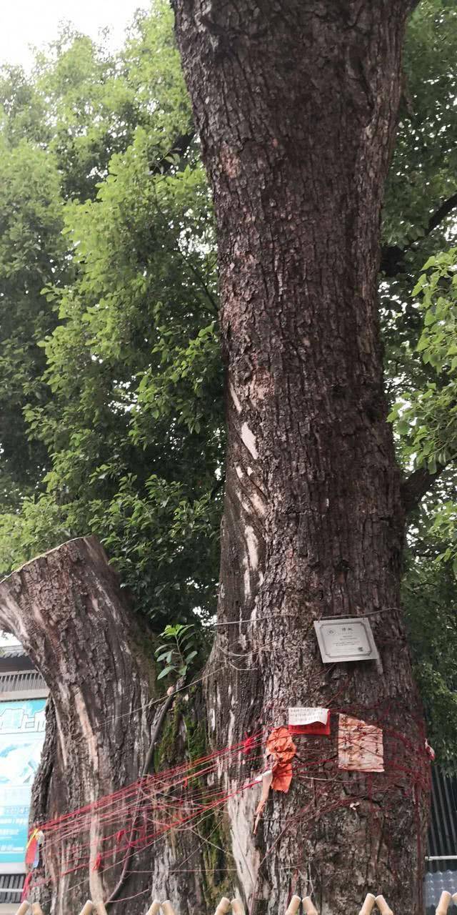 义乌的"河坊街":千年佛堂的传奇故事