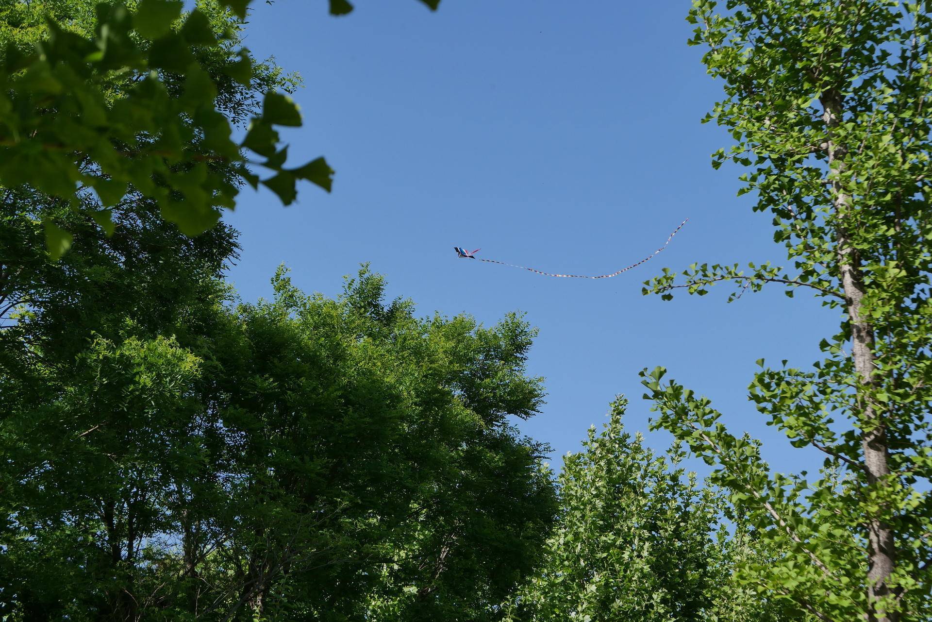 单反的最佳替代方案,松下lx100m2相机评测,样张养眼