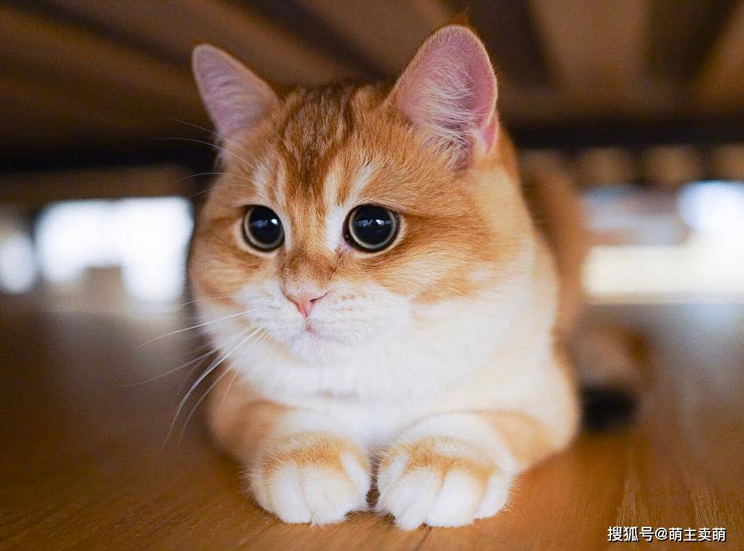 好漂亮的金渐层喵星人1/9萌主卖萌2020-05-16 20:57:03